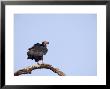 King Vulture, Profile Of King Vulture Perched On Bare Tree Branch, Madhya Pradesh, India by Elliott Neep Limited Edition Print