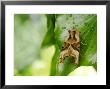 Angle Shades Moth On Ivy Leaf, London, Uk by Elliott Neep Limited Edition Pricing Art Print