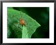 Leafcutter Ant, Trinidad by Oxford Scientific Limited Edition Print