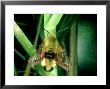 Broad-Bordered Bee Hawk-Moth, Male by Oxford Scientific Limited Edition Print
