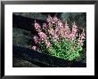 Fireweed, Yellowstone National Park, Usa by Stan Osolinski Limited Edition Print