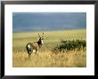 Blesbok, Mount Zebra National Park, South Africa by Stan Osolinski Limited Edition Print