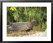 Argus Pheasant, Male In Clearing, Zoo Animal by Stan Osolinski Limited Edition Print