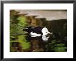 Radjah Shelduck, Swimming, Zoo Animal by Stan Osolinski Limited Edition Print