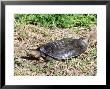 Florida Softshell Turtle, Digging Nest Hole, Usa by Stan Osolinski Limited Edition Print