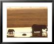 African Elephant, Crossing Chobe River, Botswana by Richard Packwood Limited Edition Print