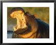 Hippopotamus, Gaping Agressively, Moremi Game Reserve, Botswana by Richard Packwood Limited Edition Print