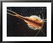 Tadpole Shrimp, Dorsal View, Backlit by Andy Park Limited Edition Print