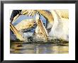 Dalmatian Pelicans, Fishing, Greece by Manfred Pfefferle Limited Edition Print