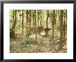Tiger, Tigress With Kill, Orissa, India by Mary Plage Limited Edition Print