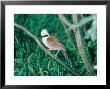 White Crested Laughing Thrush, Sumatra, Indonesia by Mary Plage Limited Edition Print