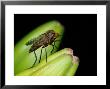 Empid Fly, Adult On Look Out For Prey, Cambridgeshire, Uk by Keith Porter Limited Edition Print