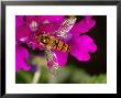 Hoverfly, Adult Feeding On Flower, Cambridgeshire, Uk by Keith Porter Limited Edition Print