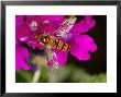 Hoverfly, Adult Feeding On Flower, Cambridgeshire, Uk by Keith Porter Limited Edition Print
