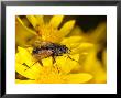 Tachinid Fly, Adult Feeding On Yellow Flower, Cambridgeshire, Uk by Keith Porter Limited Edition Print