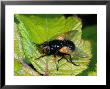Muscid Fly, Adult Basking On Leaf, Cambridgeshire, Uk by Keith Porter Limited Edition Pricing Art Print