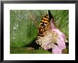 Hoverfly, Adult Male Feeding, Kent, Uk by Keith Porter Limited Edition Print