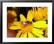 Barred Snout Soldier Fly, Adult Feeding On Yellow Flower, Uk by Keith Porter Limited Edition Print