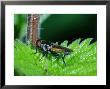 Hoverfly, Adult Resting In Rain Shower, Cambridgeshire, Uk by Keith Porter Limited Edition Print