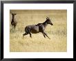 Tsessebe, Male Running, Botswana by Mike Powles Limited Edition Print