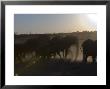 African Elephant, Herd At Dusk, Botswana by Mike Powles Limited Edition Print