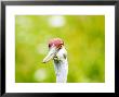 Sandhill Crane, Head Shot Of Captive Adult, Norfolk, Uk by Mike Powles Limited Edition Print