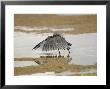 Black Heron, Adult Shade Fishing, Tanzania by Mike Powles Limited Edition Print