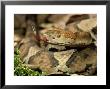 Northern Copperhead, Portrait, Usa by Frank Schneidermeyer Limited Edition Print