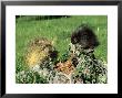Porcupine, Mother And Baby, Montana, Usa by Frank Schneidermeyer Limited Edition Print