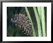 Common Birdwing Butterfly, Caterpillar Spinning A Silk Girdle Before Pupating by Alastair Shay Limited Edition Print