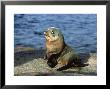 New Zealand Fur Seal, Arctocephalus Forsteri South Australia by Gerard Soury Limited Edition Print