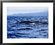Sei Whale At Surface, Azores, Portugal by Gerard Soury Limited Edition Print