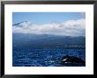 Humpback Whale, About To Dive, Azores by Gerard Soury Limited Edition Print