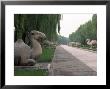 Ming Tombs, Beijing, China by Craig J. Brown Limited Edition Print