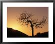 Cottonwood Tree Silhouetted With Sunrise by Russell Burden Limited Edition Pricing Art Print