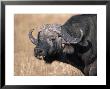 Cape Buffalo (Syncerus Caffer) Mara, Kenya by Ralph Reinhold Limited Edition Pricing Art Print