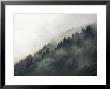 Trees In Fog On Mountain In Austria by Keith Levit Limited Edition Pricing Art Print