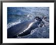 Southern Right Whale, Breathing, S Africa by Gerard Soury Limited Edition Print