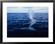 Grey Whale, Breathing, Baja Calif by Gerard Soury Limited Edition Print