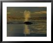 Bowhead Whales, Next To Ice Floe by Gerard Soury Limited Edition Print