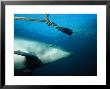 Bottlenose Dolphin, Under Surface, France by Gerard Soury Limited Edition Print
