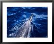 Long-Snouted Spinner Dolphin, Blowhole, Brazil by Gerard Soury Limited Edition Print