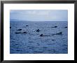 Short-Finned Pilot Whale, Group, Port by Gerard Soury Limited Edition Print