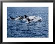 Rissos Dolphins, Porpoising, Azores, Portugal by Gerard Soury Limited Edition Print