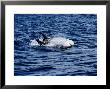 Rissos Dolphin, Porpoising, Portugal by Gerard Soury Limited Edition Print
