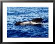 Short-Finned Pilot Whale, Old Male, Azores by Gerard Soury Limited Edition Print
