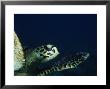 Hawksbill Turtle, Nosy Be Island, Madagascar by Gerard Soury Limited Edition Print