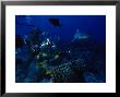 Blacktip Reef Shark, With Diver, Polynesia by Gerard Soury Limited Edition Print