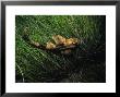 Horn Shark On Sea Grass, Usa by Gerard Soury Limited Edition Print