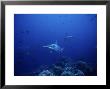 Scalloped Hammerhead Shark, Group, Pacific by Gerard Soury Limited Edition Print